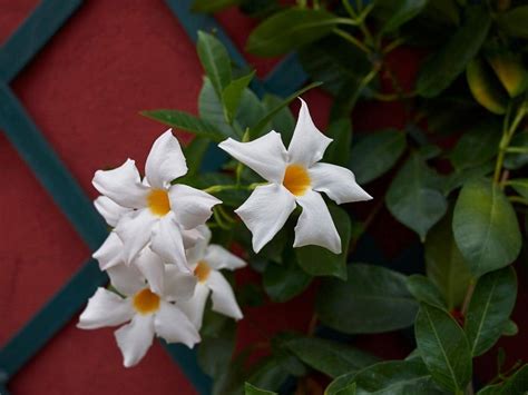 is dipladenia deer resistant|will deer eat dipladenia.